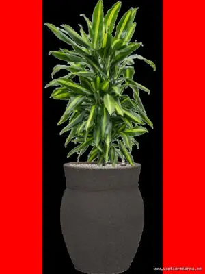 Dracaena fragrans 'Cintho' in Mediterranean - Vaextinredarna.se