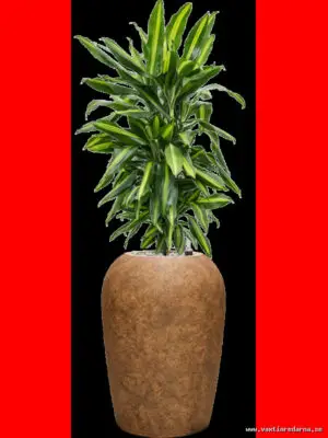 Dracaena fragrans 'Cintho' in Mineral - Vaextinredarna.se