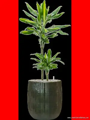 Dracaena fragrans 'Cintho' in Plain Striped - Vaextinredarna.se