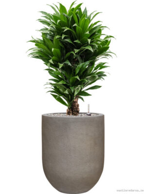 Dracaena fragrans 'Compacta' in Baq Nucast
