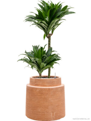 Dracaena fragrans 'Compacta' in Colorado