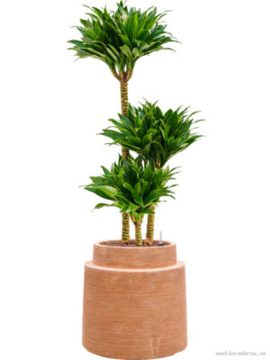 Dracaena fragrans 'Compacta' in Colorado