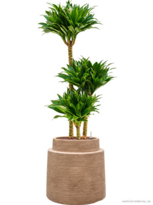 Dracaena fragrans 'Compacta' in Colorado