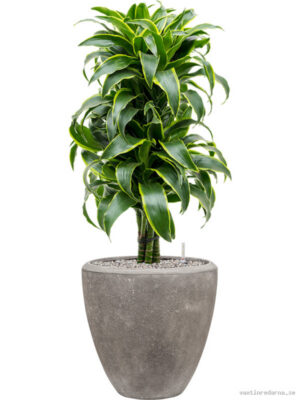 Dracaena fragrans 'Dorado' in Baq Polystone Plain
