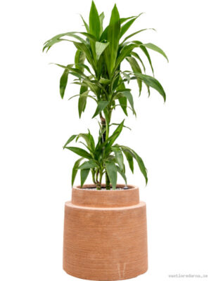 Dracaena fragrans 'Janet Craig' in Colorado