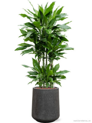 Dracaena fragrans 'Janet Lind' in Baq Raindrop - Vaxtinredarna.se