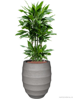 Dracaena fragrans 'Janet Lind' in Bordo
