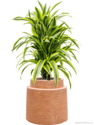 Dracaena fragrans 'Lemon Lime' in Colorado