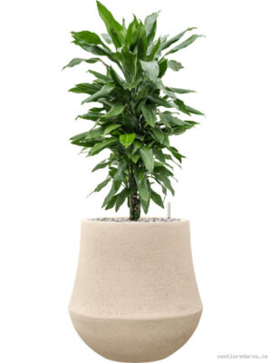Dracaena 'Janet Lind' in Baq Polystone Coated Plain