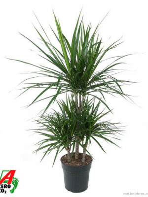 Dracaena marginata - Vaxtinredarna.se