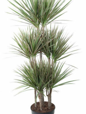 Dracaena marginata Bicolor - Vaxtinredarna.se