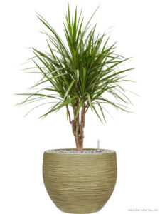 Dracaena marginata in Baq Dune