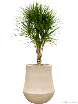 Dracaena marginata in Baq Polystone Coated Plain