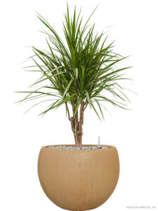 Dracaena marginata in Baq Raindrop