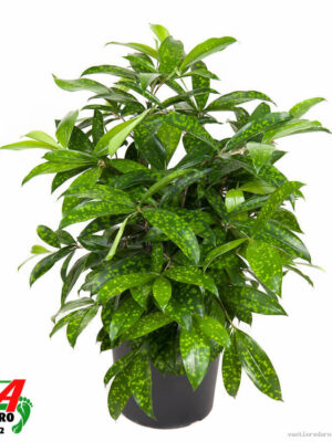 Dracaena surculosa - Vaxtinredarna.se