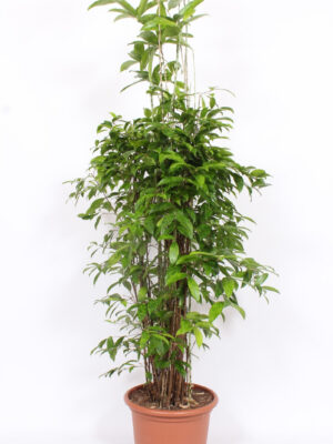 Dracaena surculosa - Vaxtinredarna.se