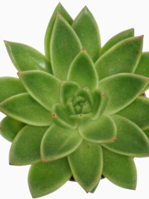 Echeveria agavoides - Vaextinredarna.se