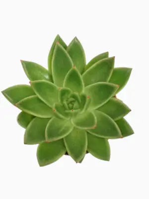 Echeveria agavoides - Vaextinredarna.se