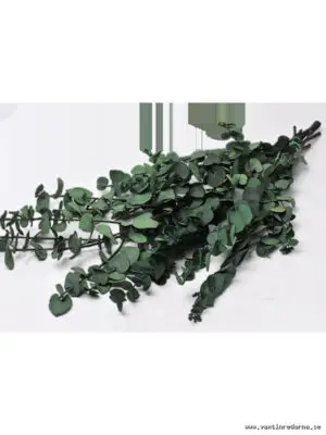 Eucalyptus - Vaextinredarna.se