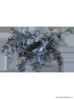 Eucalyptus - Vaextinredarna.se