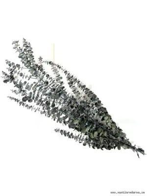 Eucalyptus - Vaextinredarna.se