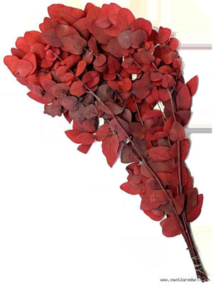 Eucalyptus - Vaextinredarna.se