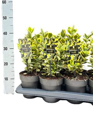 Euonymus japonicus 'Marieke' - Vaextinredarna.se