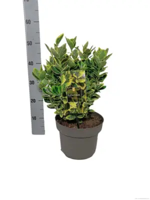 Euonymus japonicus 'Marieke' - Vaextinredarna.se