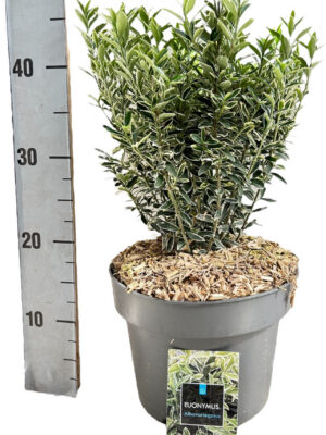 Euonymus japonicus 'Microphyllus Albovariegatus' - Vaextinredarna.se