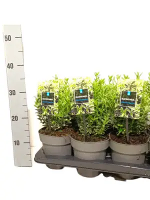 Euonymus japonicus 'Microphyllus Albovariegatus' - Vaextinredarna.se