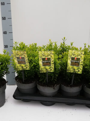 Euonymus japonicus 'Microphyllus Aureovariegatus' - Vaextinredarna.se