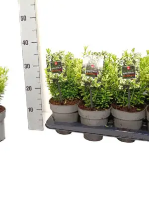 Euonymus japonicus 'Microphyllus Aureovariegatus' - Vaextinredarna.se