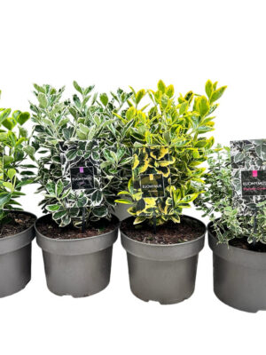 Euonymus japonicus mix - Vaextinredarna.se