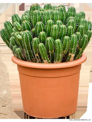 Euphorbia echinus - Vaextinredarna.se