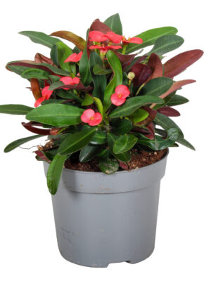 Euphorbia (Milii Grp) Maxi Olympia