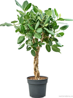 Ficus benghalensis 'Audrey' - Vaxtinredarna.se