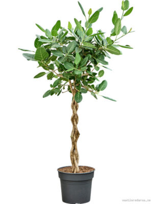 Ficus benghalensis 'Audrey' - Vaxtinredarna.se