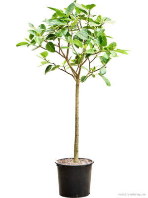 Ficus benghalensis 'Audrey' - Vaxtinredarna.se