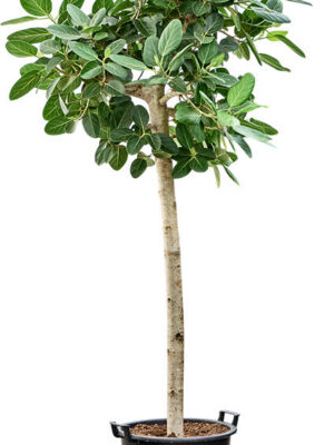Ficus benghalensis 'Audrey' - Vaxtinredarna.se