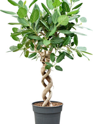 Ficus benghalensis 'Audrey' - Vaxtinredarna.se