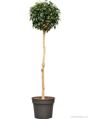 Ficus benjamina 'Danielle' - Vaxtinredarna.se