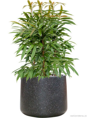 Ficus binnendijkii 'Amstel King' in Baq Terrazzo
