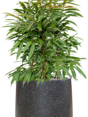 Ficus binnendijkii 'Amstel King' in Baq Terrazzo