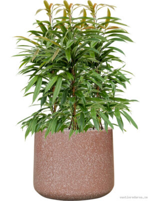 Ficus binnendijkii 'Amstel King' in Baq Terrazzo
