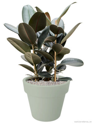 Ficus elastica 'Abidjan' in Green Basics - Vaxtinredarna.se