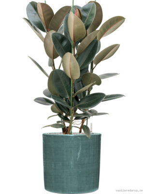 Ficus elastica 'Abidjan' in Plain Striped - Vaxtinredarna.se
