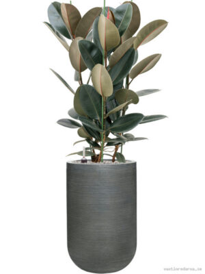 Ficus elastica 'Abidjan' in Ridged Horizontally - Vaxtinredarna.se