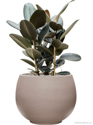 Ficus elastica 'Abidjan' in Rotunda Urban - Vaxtinredarna.se