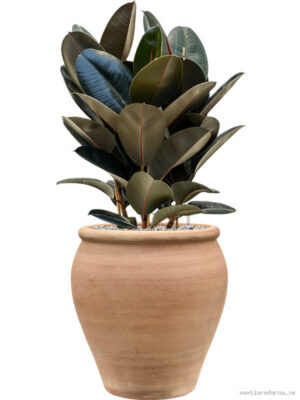 Ficus elastica 'Abidjan' in Terra Antica - Vaxtinredarna.se