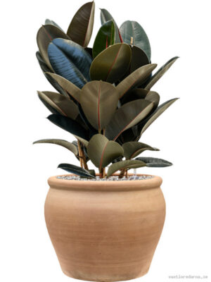 Ficus elastica 'Abidjan' in Terra Antica - Vaxtinredarna.se